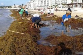 Algas en Quintana Roo, provienen del norte de Ecuador.