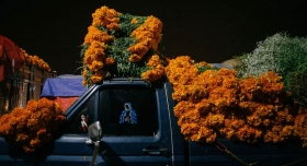 #DíaDeMuertos Inicia venta de flor de muerto en Central de Abasto