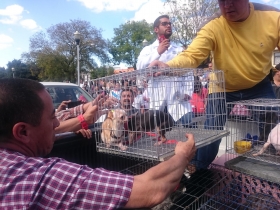 Venta de perros ilegal en el barrio de Analco