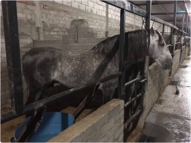 Se aseguraron 2 caballos de la casa Pedro Domecq, robados hace unos días, animales exóticos, vehículos y armas.