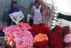 Preparan rosas para San Valentín