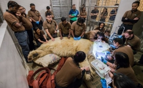 La esperanza de vida de un oso polar es entre 15 y 18 años.