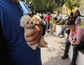 Endurecen sanciones contra el maltrato animal 