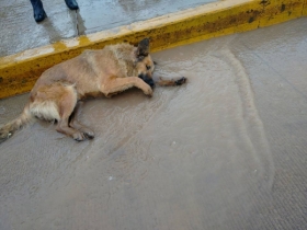 Perros son asesinados a balazos