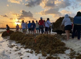 Situación de sargazo en Caribe mexicano es alarmante.