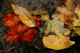 El otoño 2020 durará 89 días y 20 horas.