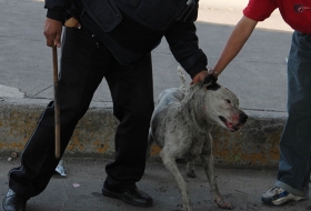 Reformas al maltrato animal