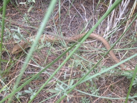 Son 3 serpientes cincuate (Pituophis deppei), 1 lagarto alicante del Popocat&eacute;petl (Barisia imbricata) y 1 tlacuache o zarig&uuml;eya com&uacute;n