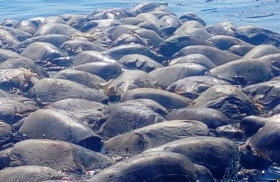 Fueron encontradas alrededor de 105 tortugas.