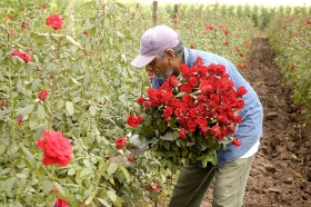 RMV testigo de honor en convenio de agricultura por contrato entre productores de Rosa Variedad Puebla