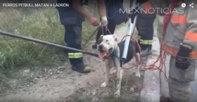 Perros pitbull destrozaron a un presunto ladrón